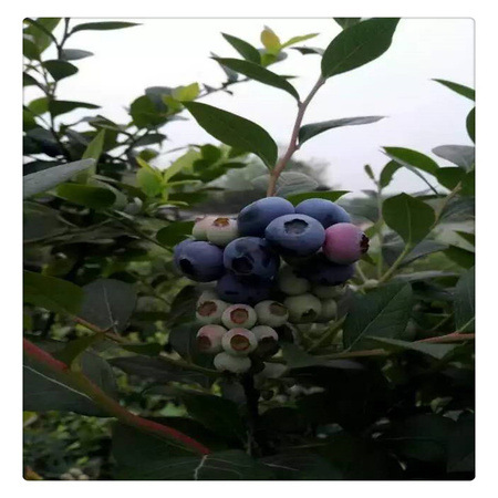 蓝莓苗基地 专业培育品种蓝莓树苗  送种植技术资料
