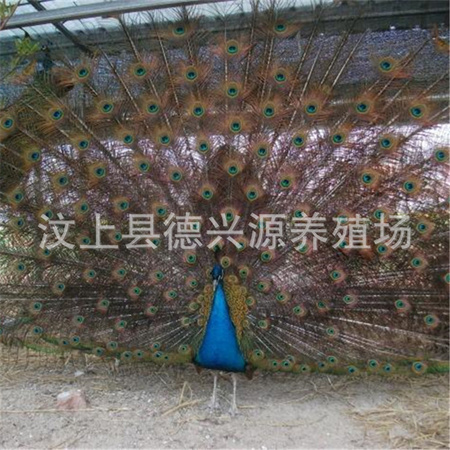300162.jpg