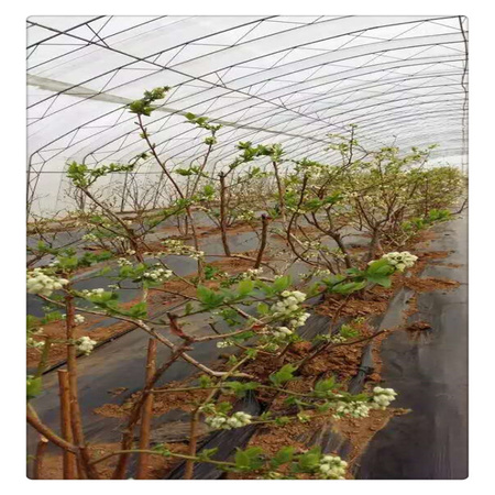 蓝莓苗基地 专业培育品种蓝莓树苗  送种植技术资料