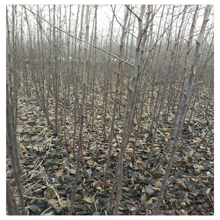 供应占地梨树苗 梨树苗价格便宜  适合南北方种植