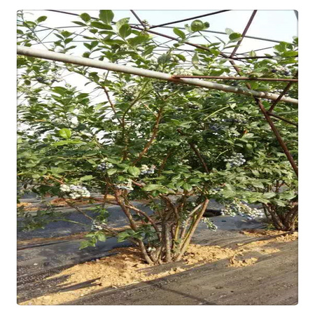 蓝莓苗基地 专业培育品种蓝莓树苗  送种植技术资料