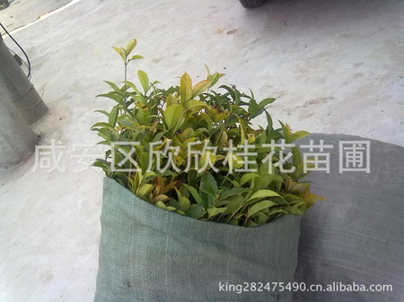 20130304281