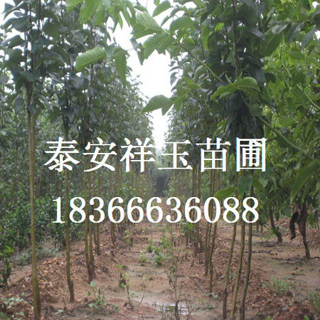 梨树1