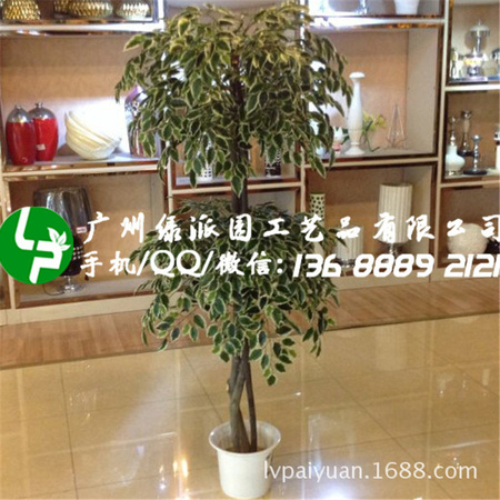 绿派园榕树406