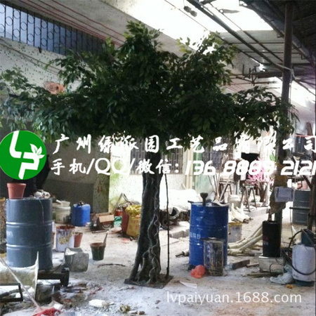绿派园榕树364