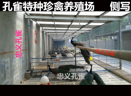 QQ图片20150610173946