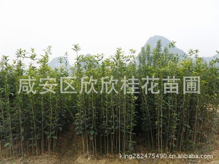 80厘米桂花