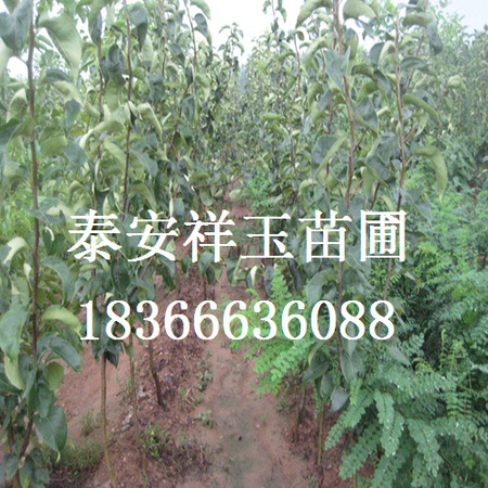 梨树3