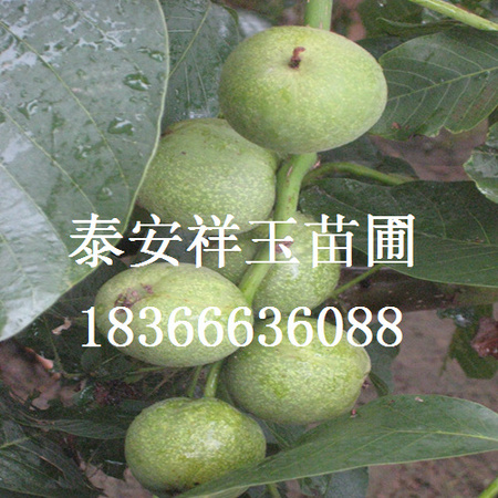 核桃1