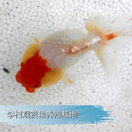 珍珠鱼