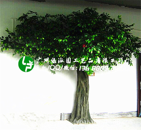 绿派园榕树190