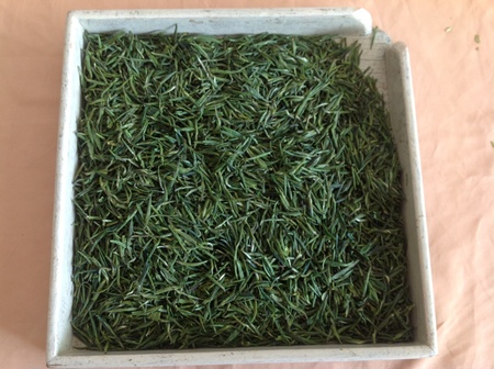 千岛湖银针照片 163
