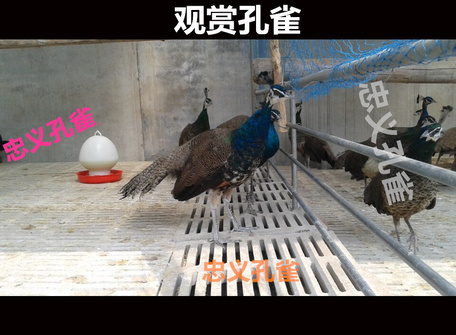 QQ图片20150610093917
