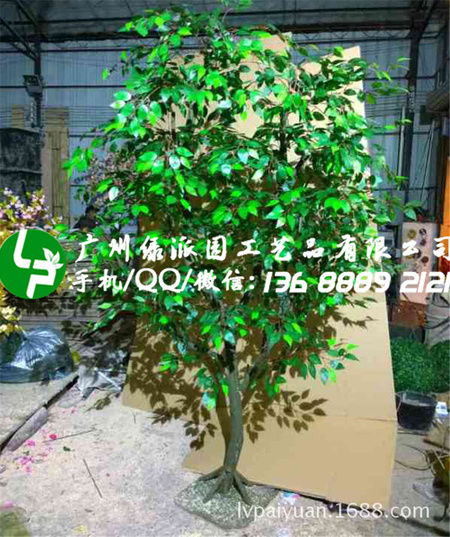 绿派园榕树440