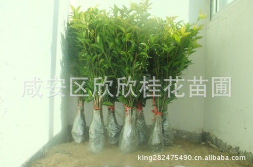 100厘米桂花