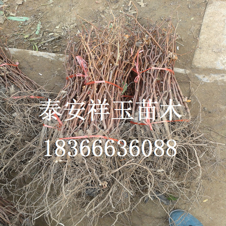 葡萄14