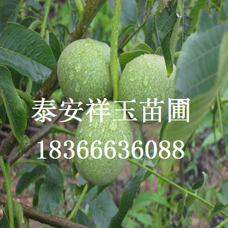 核桃4