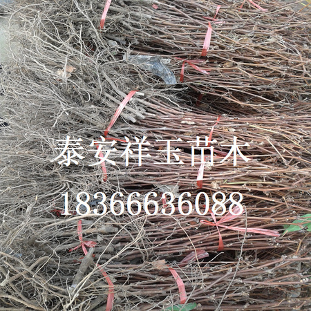 葡萄16