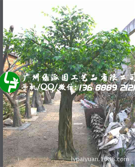 绿派园榕树253_副本