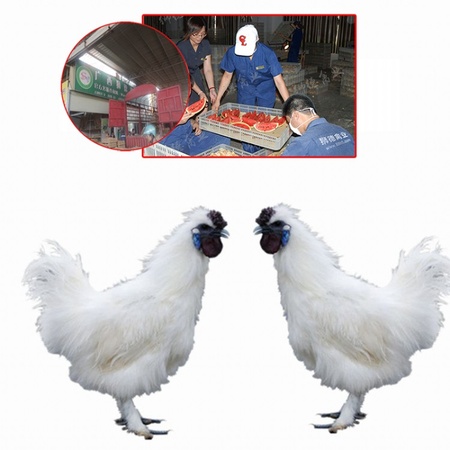 土鸡苗一只价格 全国运输 广州鸡苗孵化场 土鸡苗多少一只