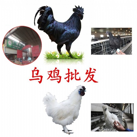 土鸡苗今天价格 全国运输 陕西土鸡苗批发市场 肉鸡的价格