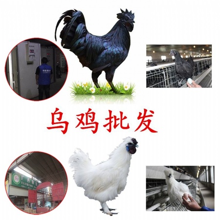 尼古拉火鸡苗价格走势 全国运输 长沙鸡苗养殖场 台州鸡苗