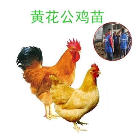土鸡苗今天价格 全国运输 陕西土鸡苗批发市场 肉鸡的价格