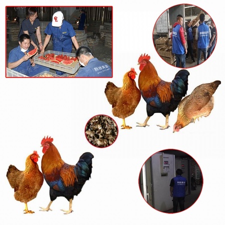 土鸡苗正规厂家 全国运输 重庆土鸡苗养殖场 出售大种鸡苗
