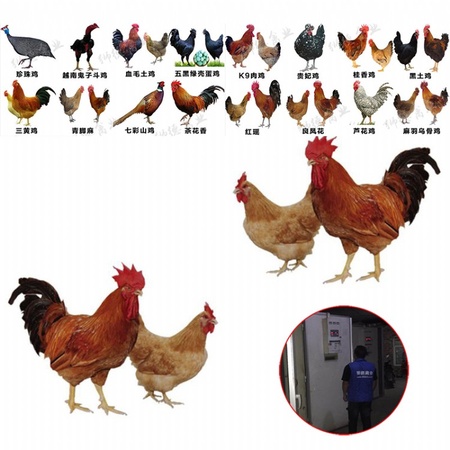 七彩山鸡苗批发 全国运输 杭州鸡苗出售 哪里有批发柴鸡苗