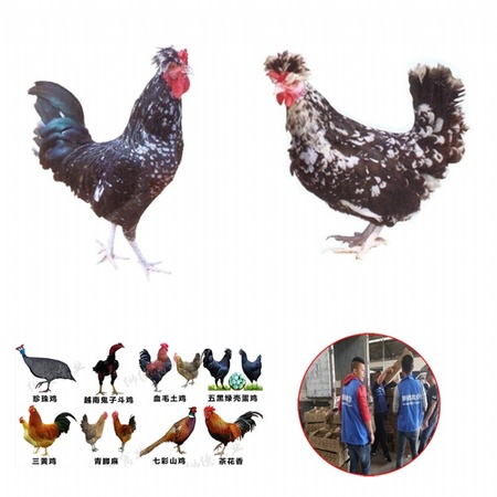 麻鸡苗孵化场 全国运输 乌鲁木齐鸡苗多少钱一只 肉鸡鸡苗批发