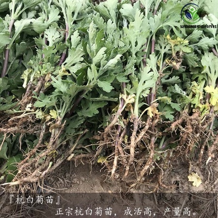 杭白菊苗种植技术