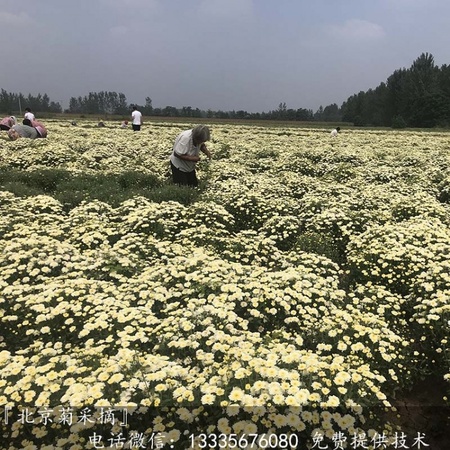 北京菊苗种植技术