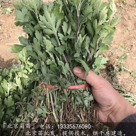 北京菊苗种植技术