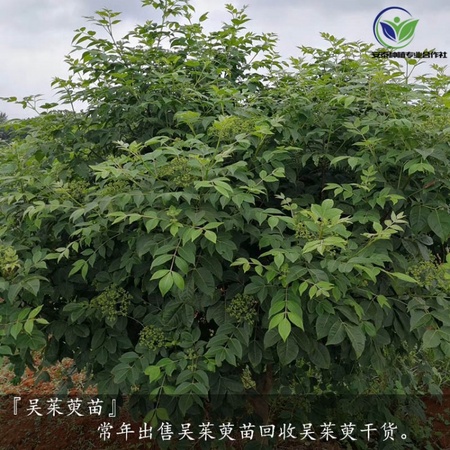 吴茱萸苗种植技术