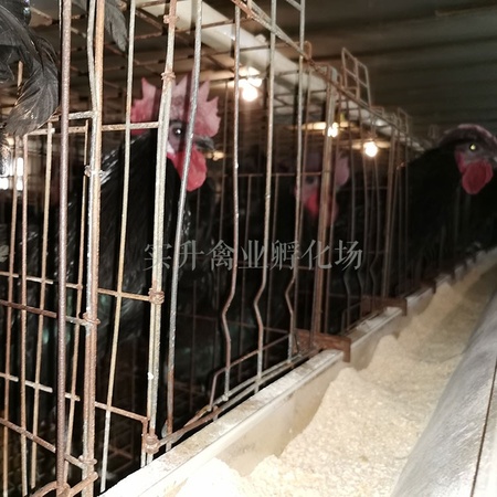 新疆阿克苏地区鸡苗附近厂家 日阳大鸡苗基地 乌骨鸡苗报价
