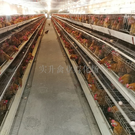 黑龙江鹤岗小鸡苗价格网 红玉鸡苗基地 盐津乌骨鸡苗卖家