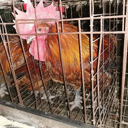 新疆阿克苏地区鸡苗附近厂家 日阳大鸡苗基地 乌骨鸡苗报价