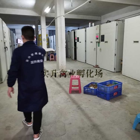 新疆阿克苏地区鸡苗附近厂家 日阳大鸡苗基地 乌骨鸡苗报价