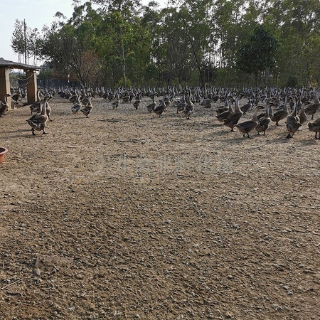 黑龙江鹤岗小鸡苗价格网 红玉鸡苗基地 盐津乌骨鸡苗卖家
