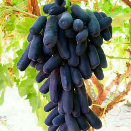 甜蜜蓝宝石葡萄苗 供应优质葡萄苗 提供种植技术