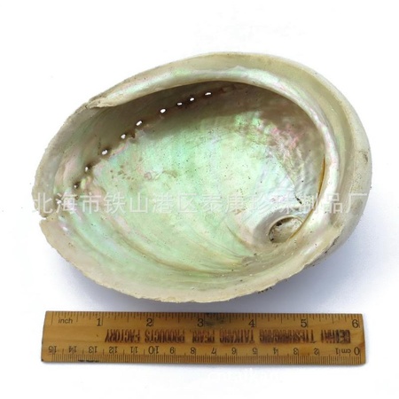 A级鲍鱼壳 A grade  abalone