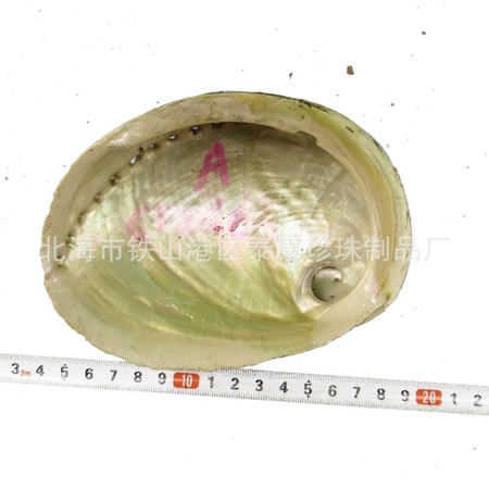 A  abalone shells A 级绿唇鲍鱼