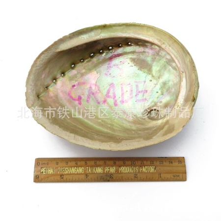 B  abalone shells B 级绿唇鲍鱼
