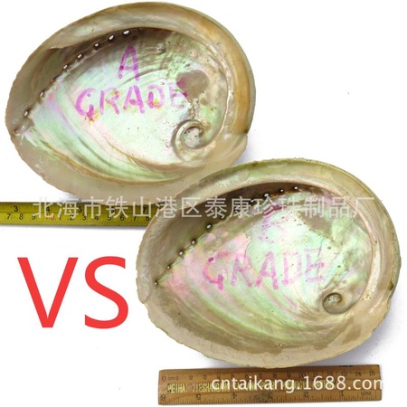 A&B  abalone shells B 级绿唇
