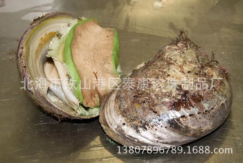 green lip abalone shell绿唇鲍鱼壳