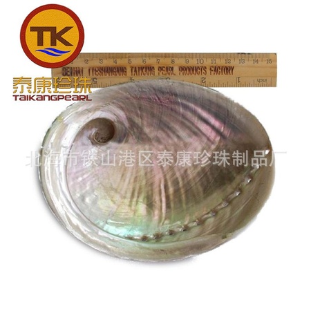 A级鲍鱼壳 A grade abalone shell