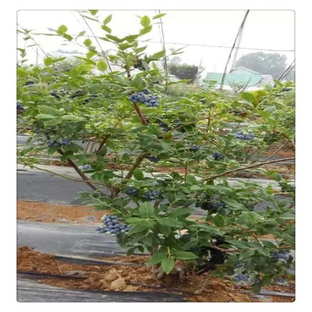 蓝莓苗基地 专业培育品种蓝莓树苗  送种植技术资料