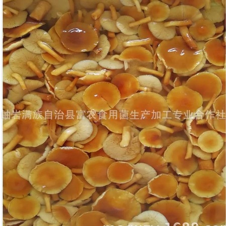 【富农】蘑菇盐渍滑子菇C4级开伞优质腌渍食用菌咸滑子蘑农产品