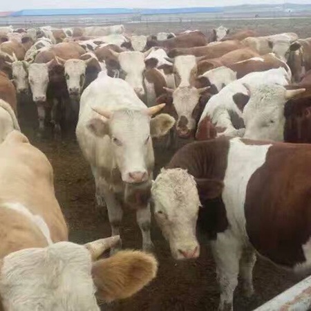 犊牛好品质肉牛 大型专业肉牛养殖场批发出售肉牛
