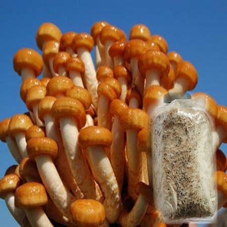 高产滑子菇菌种滑子蘑生产种滑菇黄金磨栽培种高抗害食用菌菌种